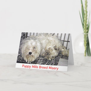 Puppy Mills Breed Misery Card