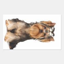 Puppy of the Yorkshire Terrier