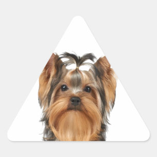 Puppy of the Yorkshire Terrier Triangle Sticker