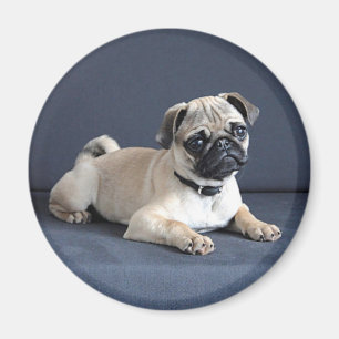 Puppy On Lounging Couch Magnet