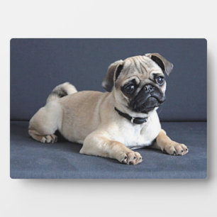 Puppy On Lounging Couch Plaque