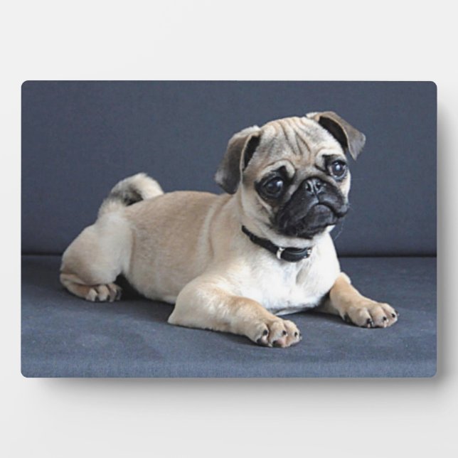 Puppy On Lounging Couch Plaque (Front)