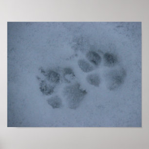 Puppy Paw Prints in Snow