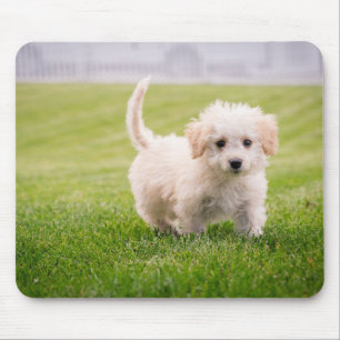 puppy, pet, dog mouse pad