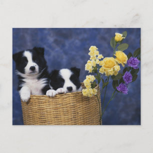 Puppy Picture Postcard