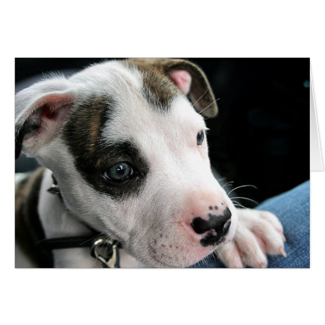 Puppy Pit Bull T-Bone (Front Horizontal)