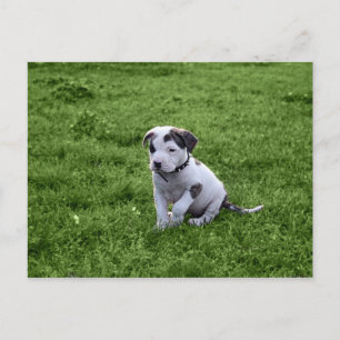 Puppy Pit Bull T-Bone Postcard