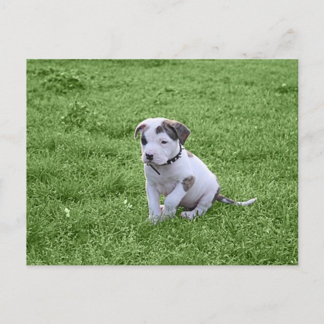 Puppy Pit Bull T-Bone Postcard (Front)