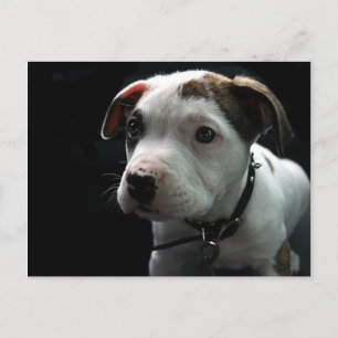 Puppy Pit Bull T-Bone Postcard