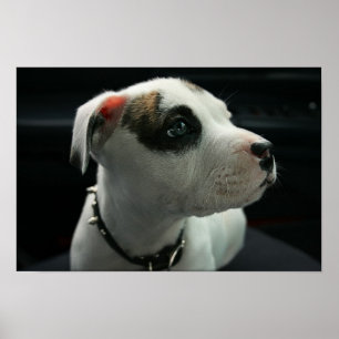 Puppy Pit Bull T-Bone Poster