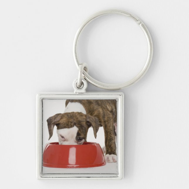 Puppy pitbull eating out of dish key ring (Front)