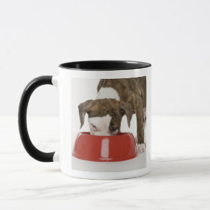 Puppy pitbull eating out of dish mug
