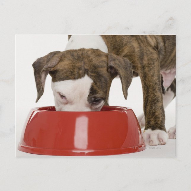 Puppy pitbull eating out of dish postcard (Front)