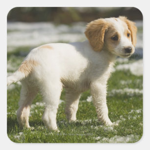 Puppy playing in the snow square sticker