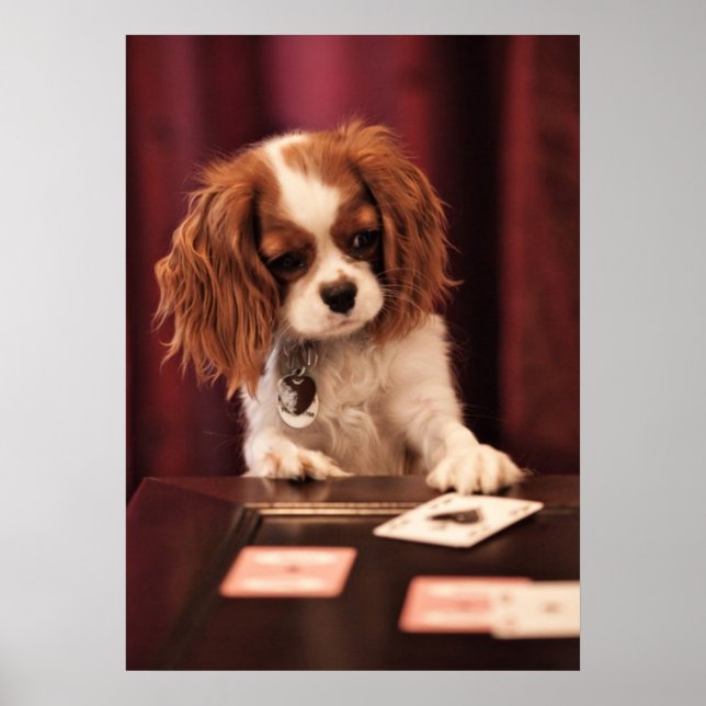 Puppy Plays Cards Poster (Front)