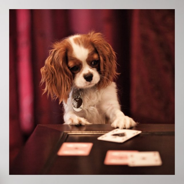 Puppy Plays Cards Poster (Front)