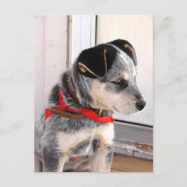 Puppy Poised Postcard (Front)