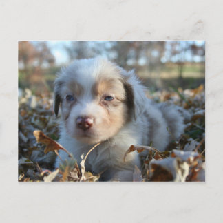Puppy Postcard