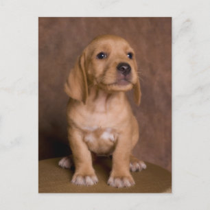 puppy postcard