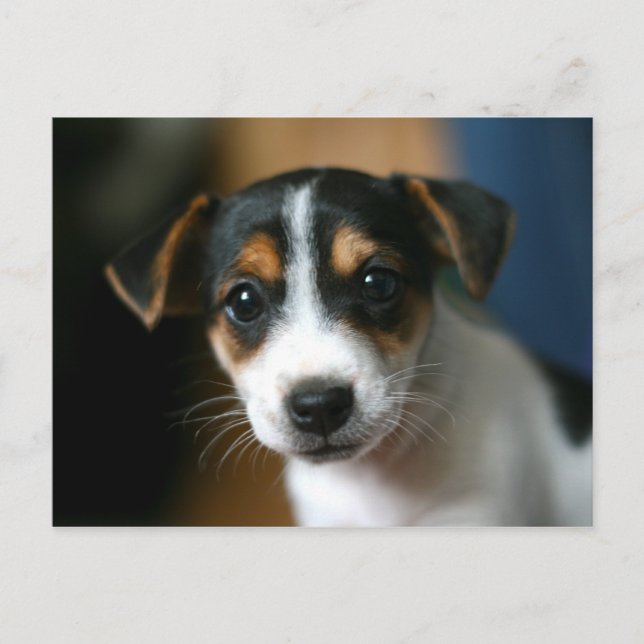 Puppy Postcard - Jack Russell Terrier (Front)