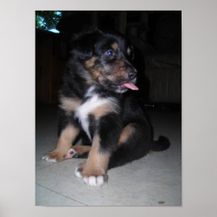 Puppy Raspberry Poster