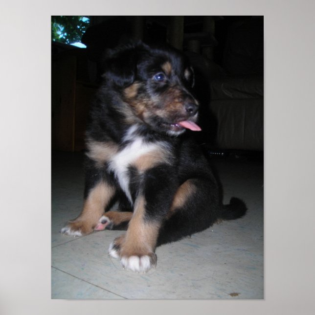 Puppy Raspberry Poster (Front)