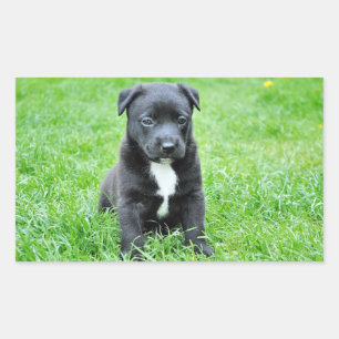 Puppy Rectangular Sticker