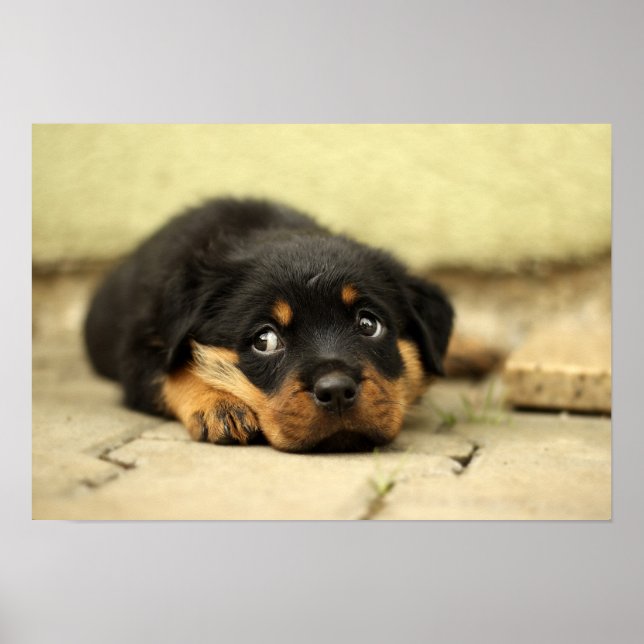 Puppy rottweiler doggy poster (Front)
