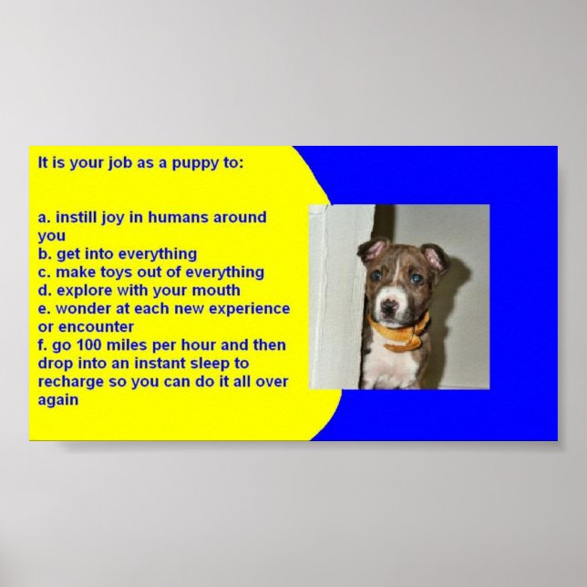PUPPY RULES POSTER (Front)