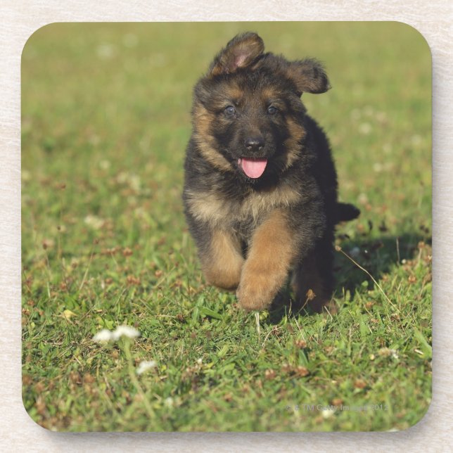 Puppy Running Coaster (Front)