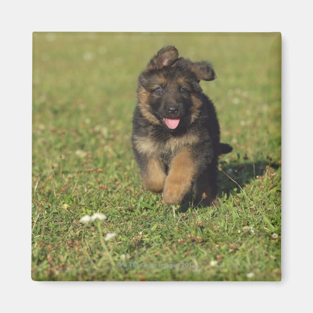 Puppy Running Magnet (Front)