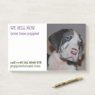 Puppy selling posted notes