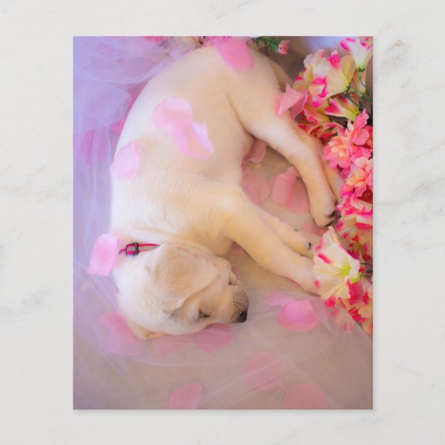 Puppy Sleepy Veil 01 (Front)