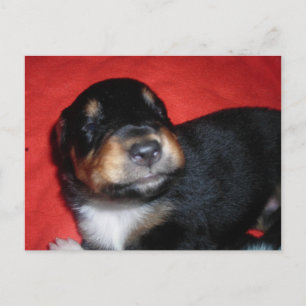 Puppy smile postcard