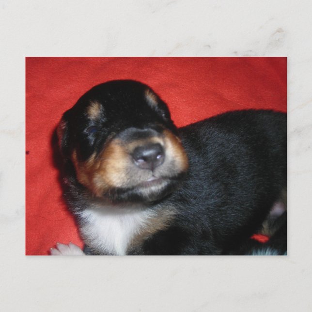 Puppy smile postcard (Front)