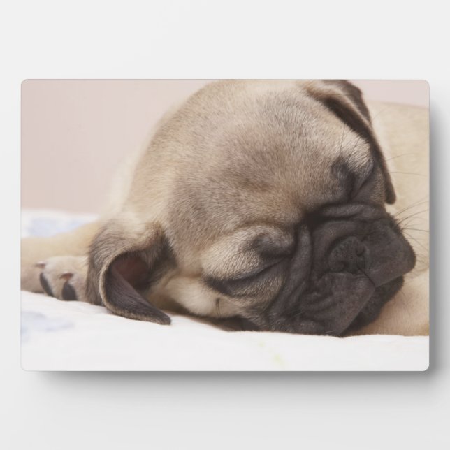 Puppy Soundly Sleeping Plaque (Front)