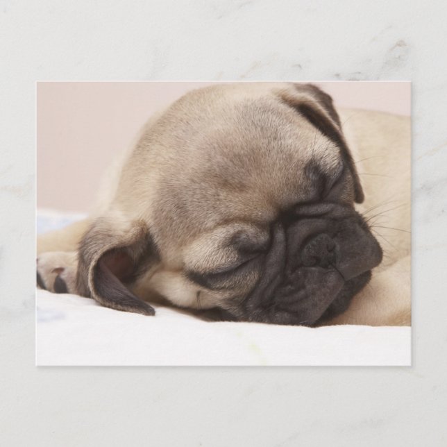 Puppy Soundly Sleeping Postcard (Front)