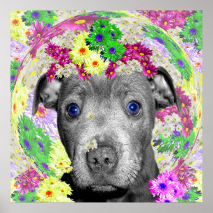 Puppy Staffordshire Bull Terrier Loves Flowers, Poster
