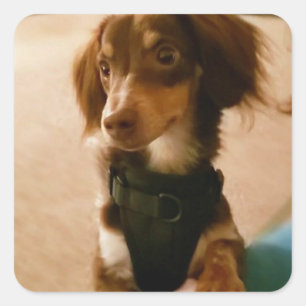 Puppy stickers