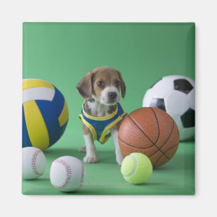 Puppy surrounded by sport balls magnet