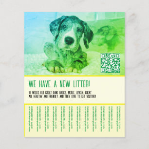 Puppy to sell template flyer
