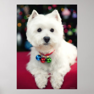Puppy wearing Christmas bell on neck Poster