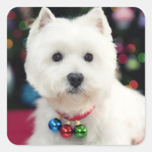 Puppy wearing Christmas bell on neck Square Sticker