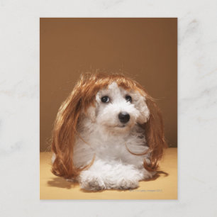 Puppy wearing ginger wig postcard