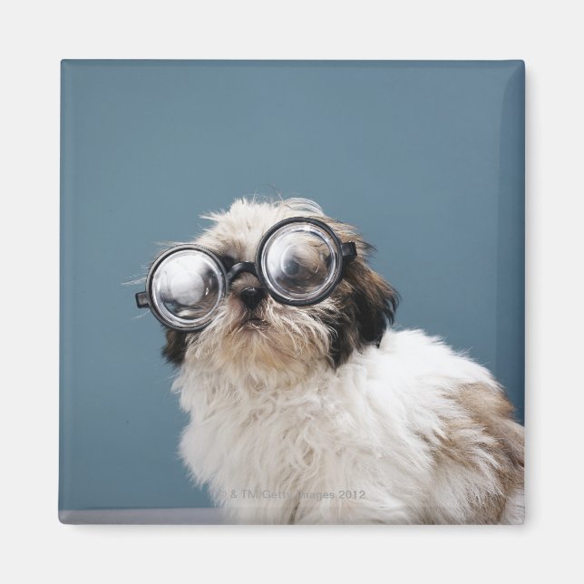 Puppy wearing thick glasses magnet (Front)