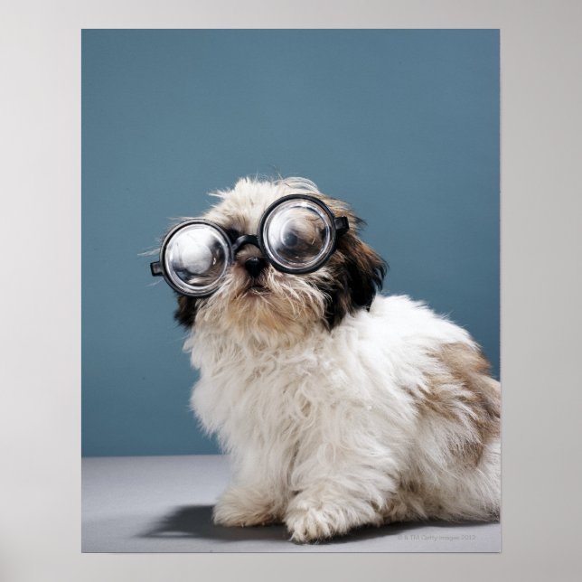 Puppy wearing thick glasses poster (Front)