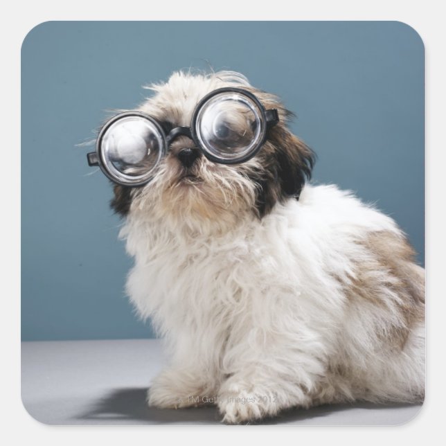 Puppy wearing thick glasses square sticker (Front)