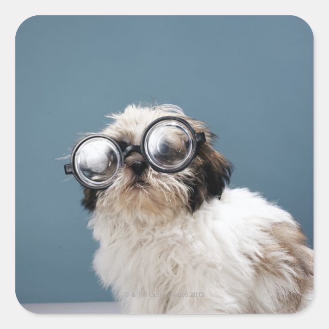 Puppy wearing thick glasses square sticker (Front)