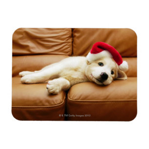 Puppy wears a christmas hat and lying on sofa magnet