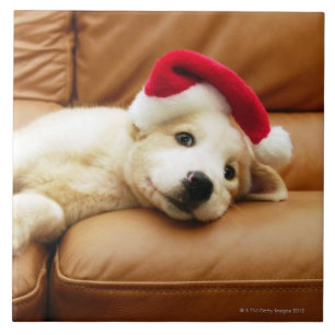 Puppy wears a christmas hat and lying on sofa tile